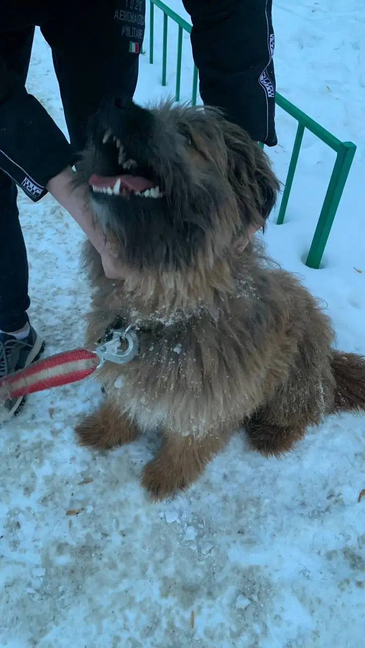 Найден потерянный пес на Байкальском тракте - Собаки (Животные) в Иркутск