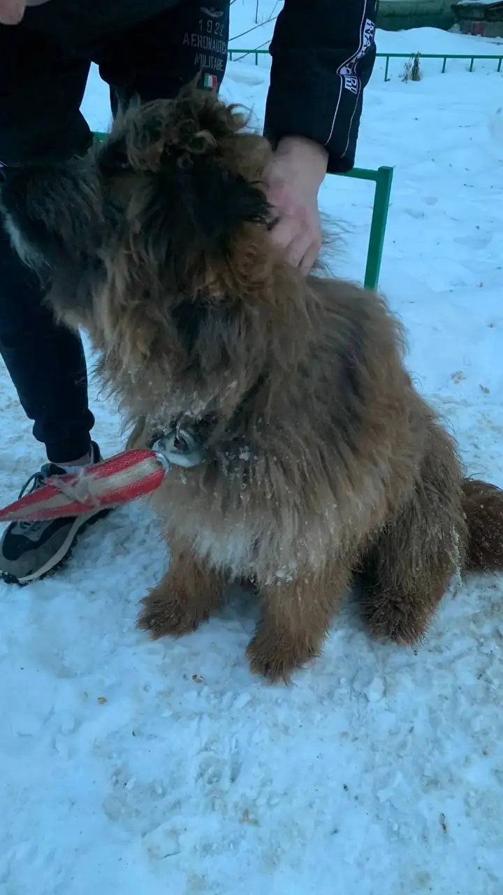 Найден потерянный пес на Байкальском тракте - Собаки (Животные) в Иркутск