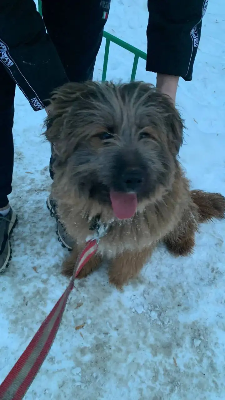 Найден потерянный пес на Байкальском тракте - Собаки (Животные) в Иркутск