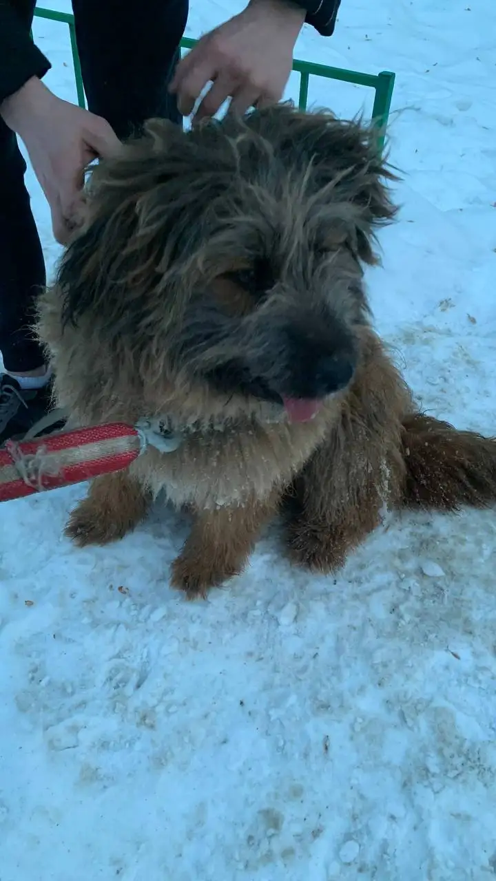 Найден потерянный пес на Байкальском тракте - Собаки (Животные) в Иркутск