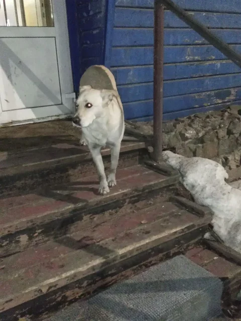 Потерянная собака в парке Курорт Ангара - частное объявление в Иркутск