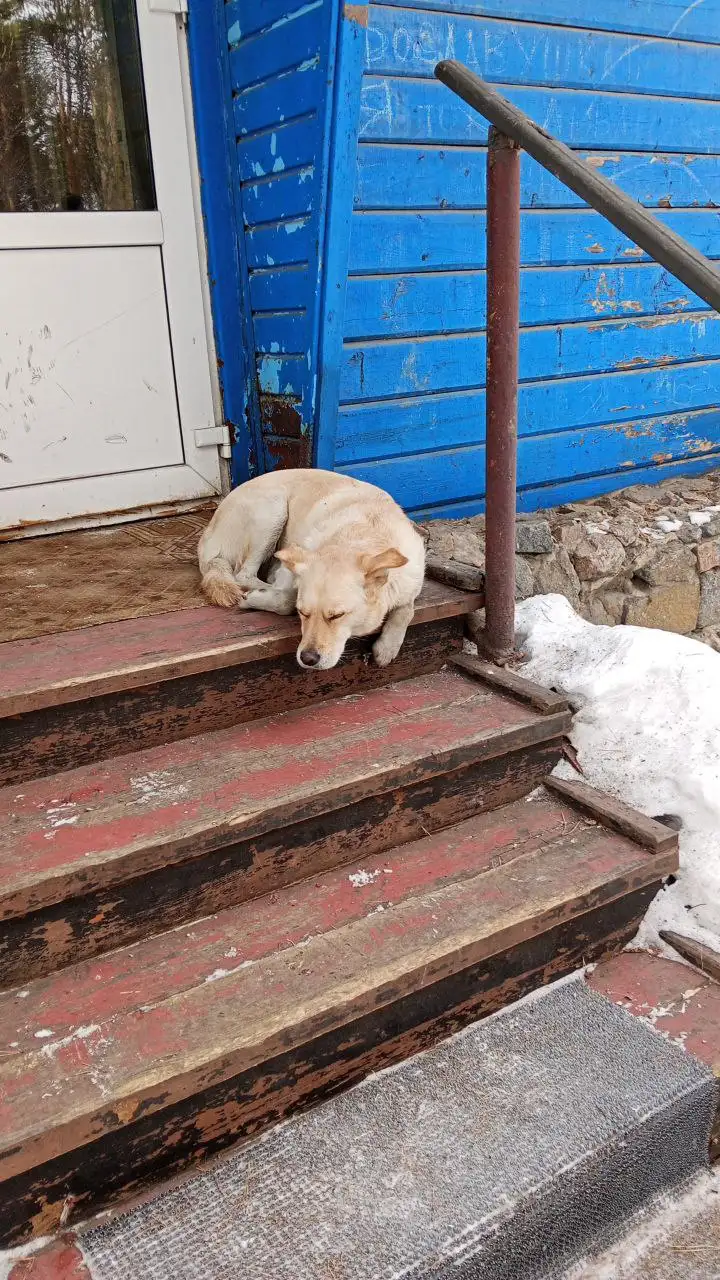 Потерянная собака в парке Курорт Ангара - Потерянные животные (Животные) в Иркутск