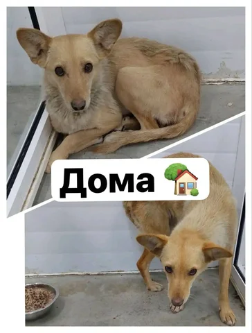 Потеряшка в Иркутске - частное объявление в Иркутск