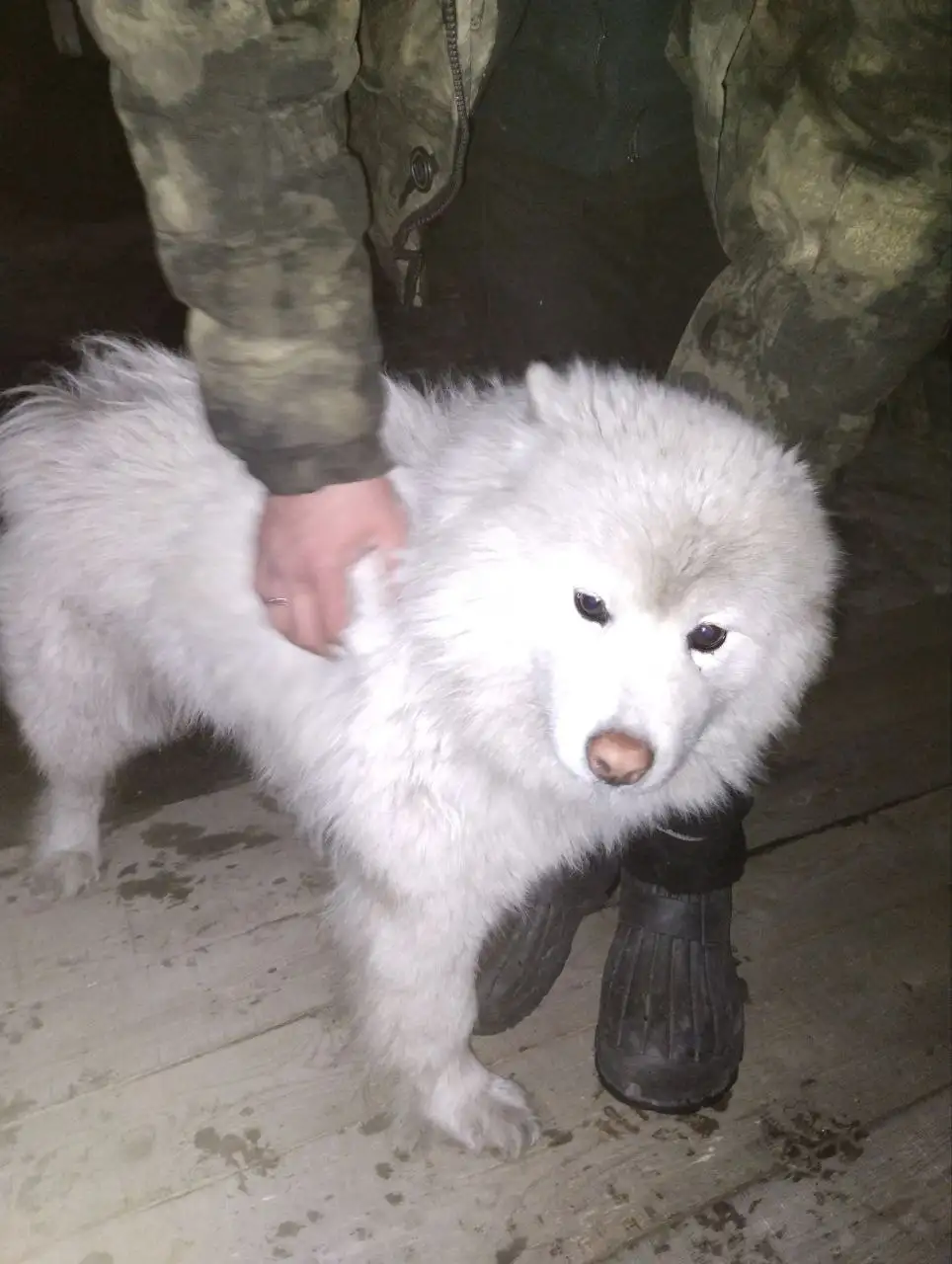 Потерянное животное в Иркутске - Найденные животные (Животные) в Иркутск