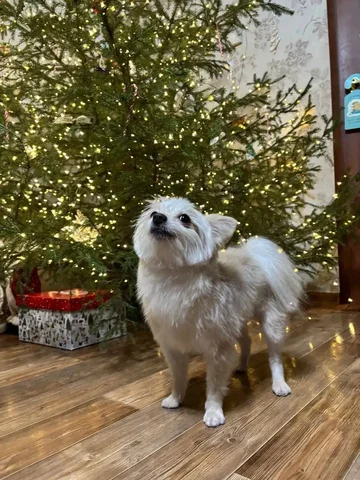 Потерялся шпиц по кличке Персик в Иркутске - частное объявление в Иркутск