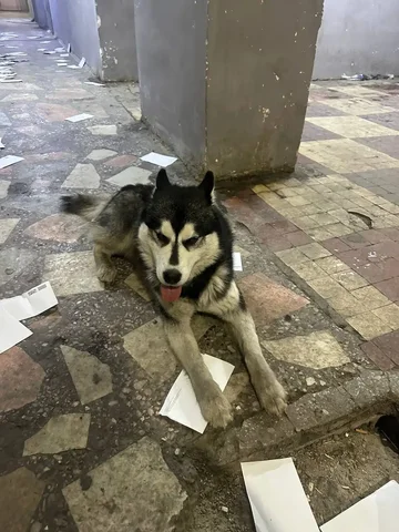 Найден пес на ул. Депутатской 48 в Иркутске - частное объявление в Иркутск