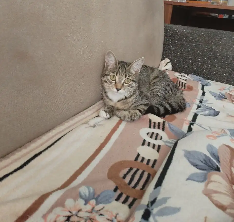 Потерялась кошечка Муся в 91 квартале Ангарска - Животные в Ангарск