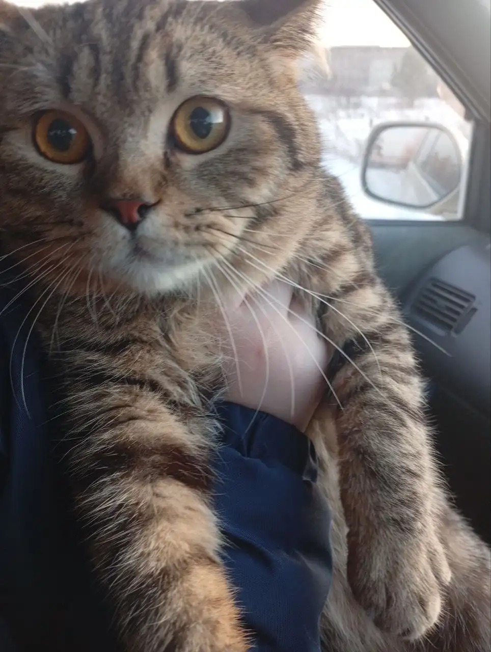 Найден домашний кот на ст. Батарейной - Кошки (Животные) в Иркутск