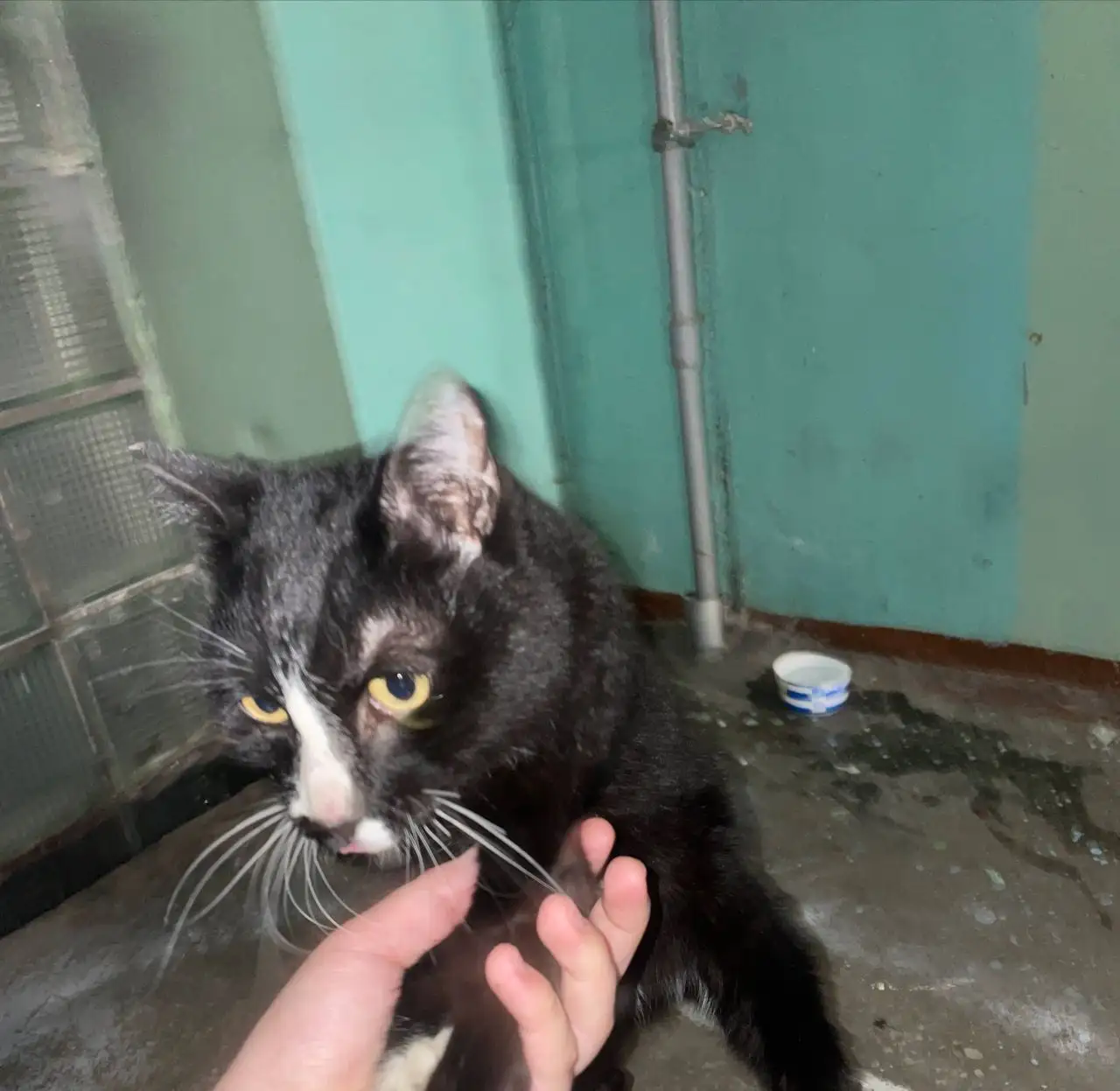 Найден истощенный кот в Ангарске - Кошки (Животные) в Ангарск