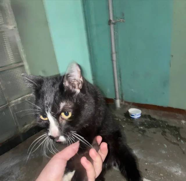 Найден истощенный кот в Ангарске - частное объявление в Ангарск