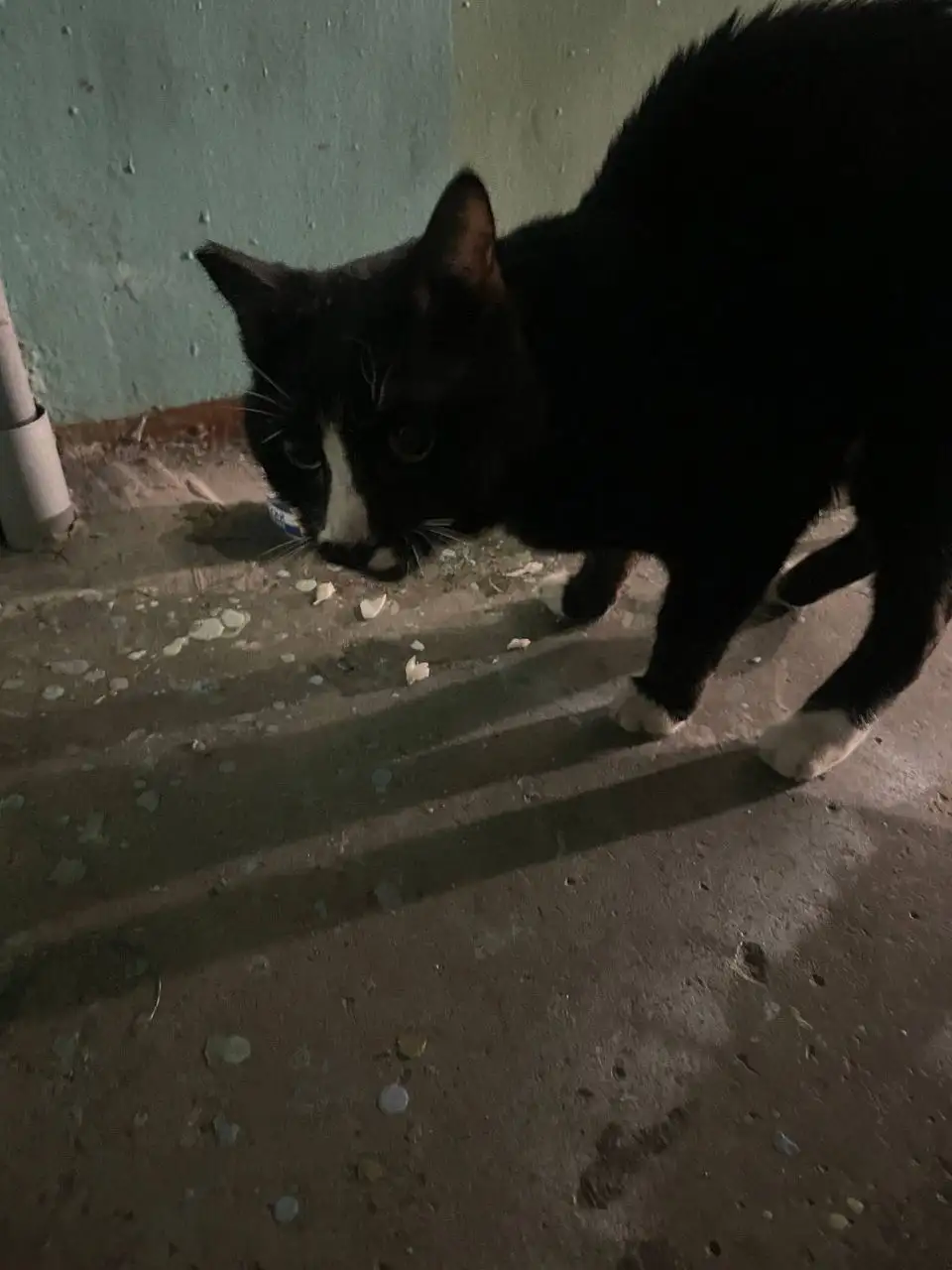 Найден истощенный кот в Ангарске - Кошки (Животные) в Ангарск