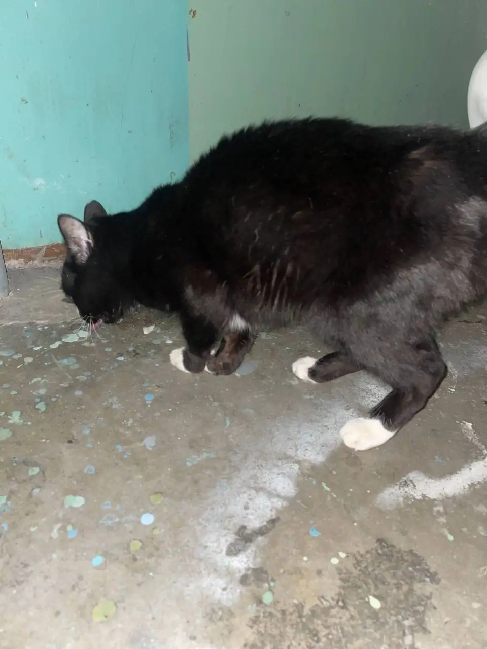 Найден истощенный кот в Ангарске - Кошки (Животные) в Ангарск