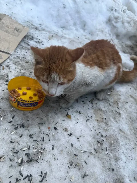 Найден кот в Иркутске - частное объявление в Иркутск
