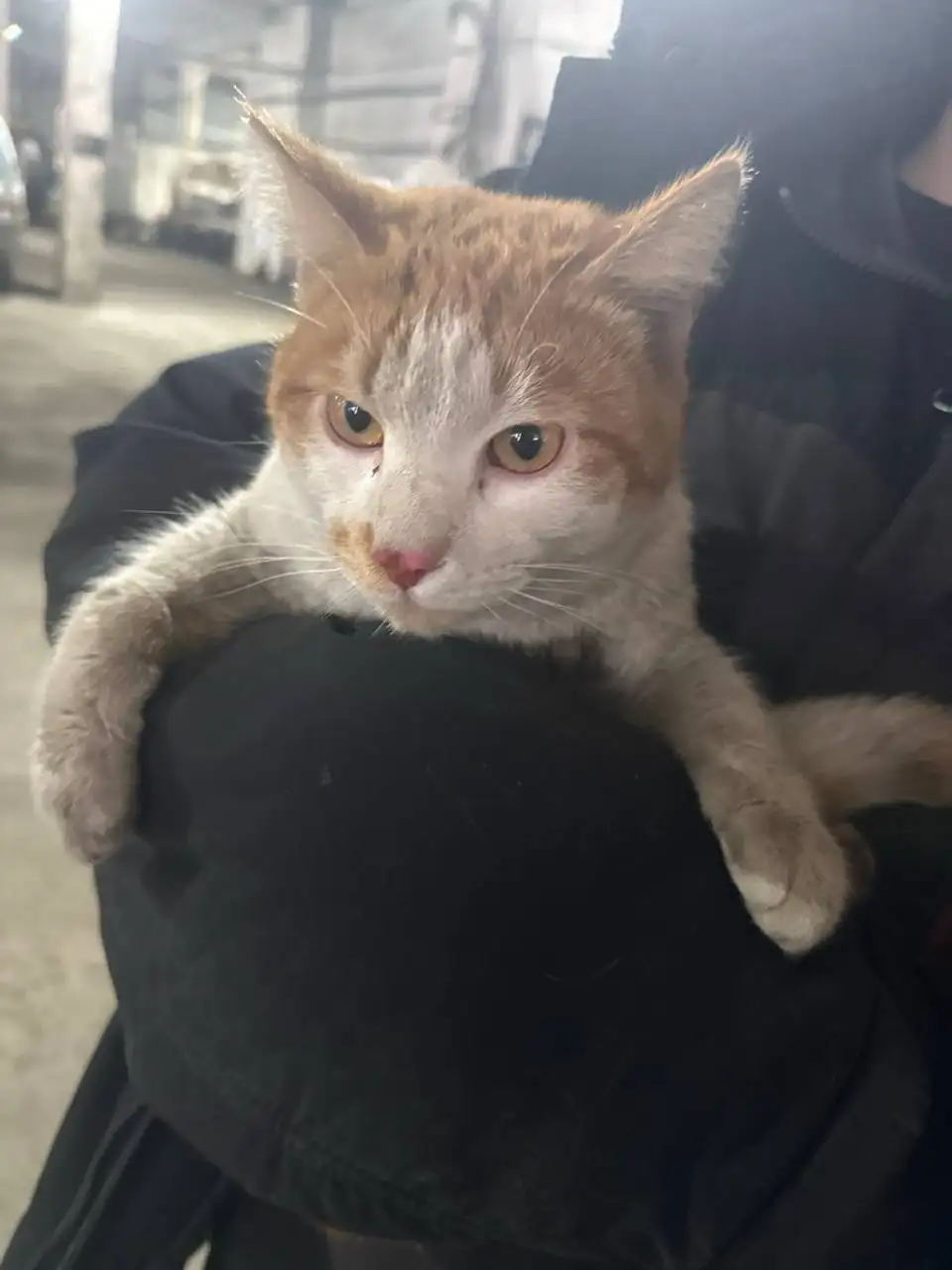 Найден кот в Иркутске - Кошки (Животные) в Иркутск