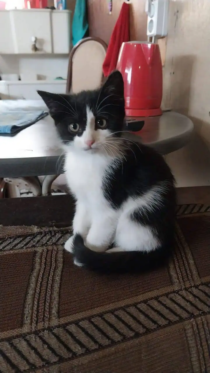 Потерялась взрослая кошечка в районе Рябикова 30 - Животные в Иркутск