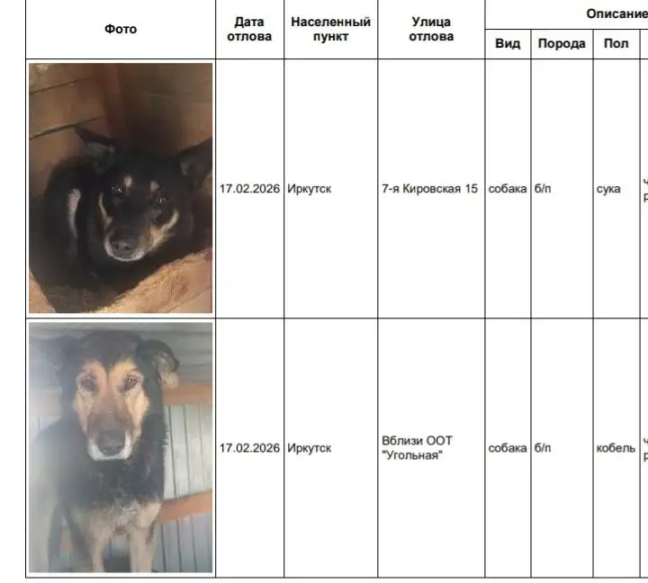 Найденные собаки в приюте Усолье - Собаки (Животные) в Иркутск
