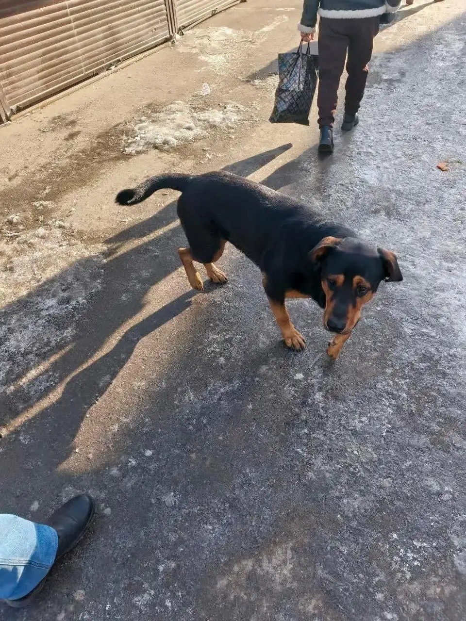 Метис кобелек в Иркутске - Собаки (Животные) в Иркутск