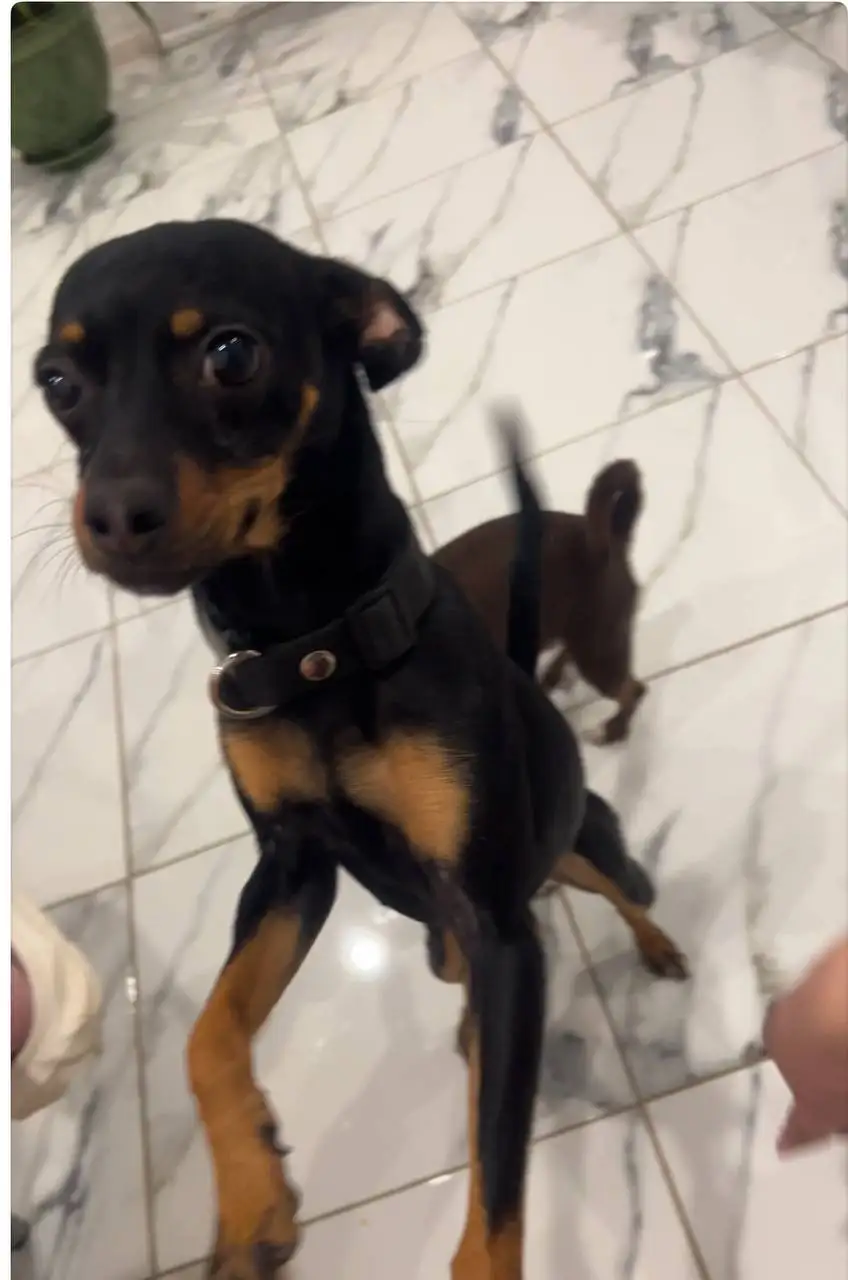 Потеряна собака в Хомутово - Животные в Хомутово