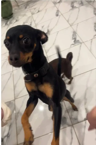 Потеряна собака в Хомутово - частное объявление в Хомутово