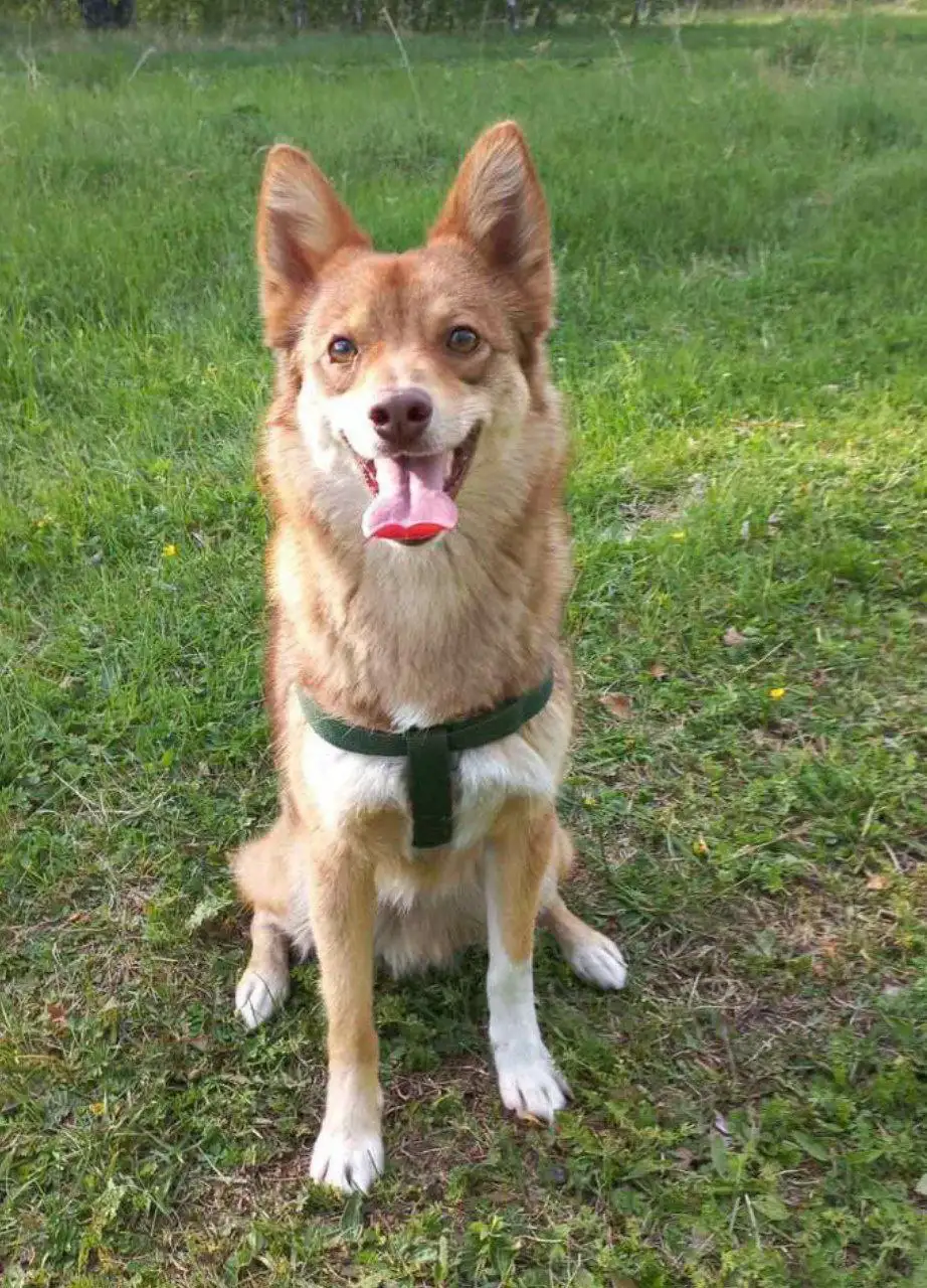 Потерялся пёс в районе улицы Гейштова - Потерянные/найденные (Животные) в Иркутск