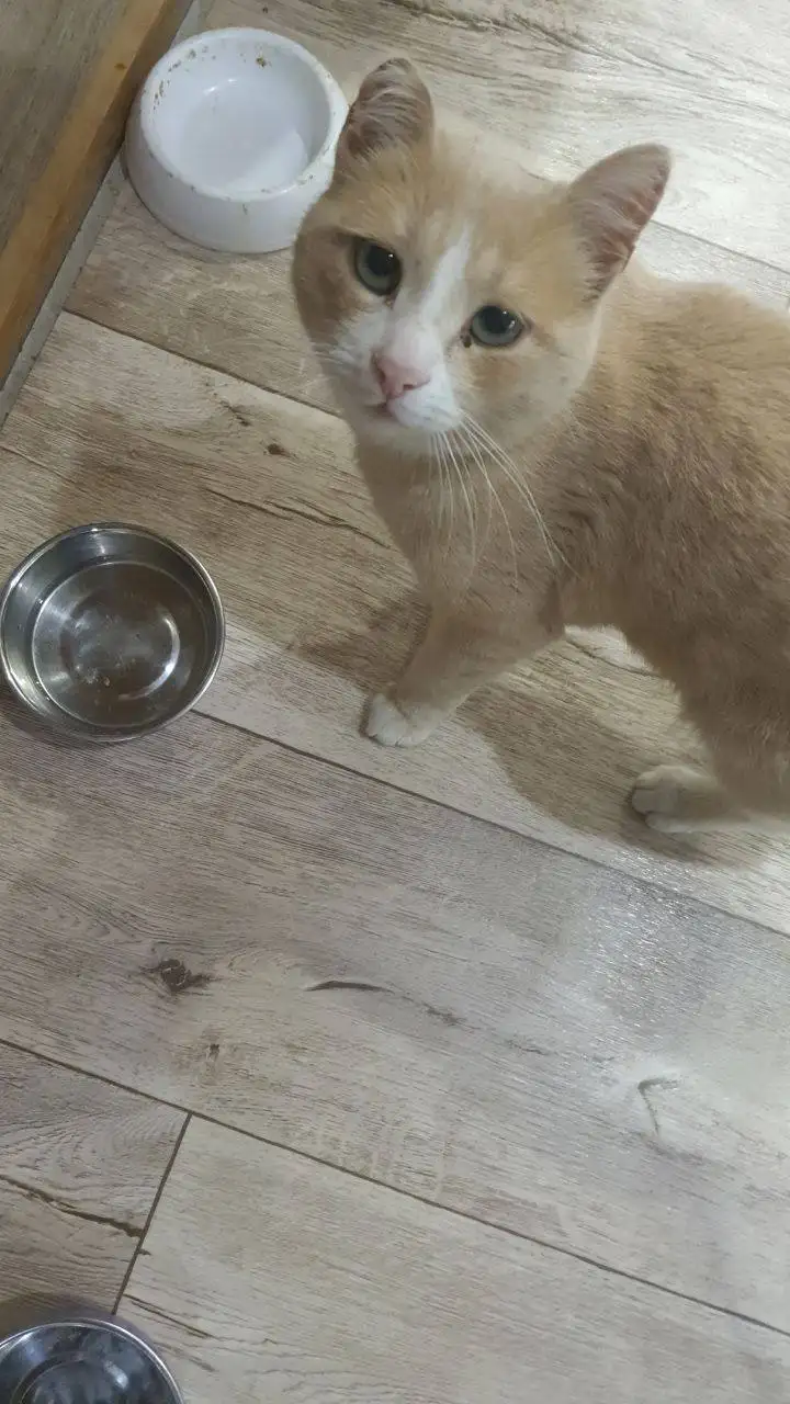 Потерялся кот Рыжик в Иркутске - Животные в Иркутск