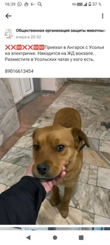 Потеряшка Иркутск Животные - Крупный рогатый скот в Иркутск