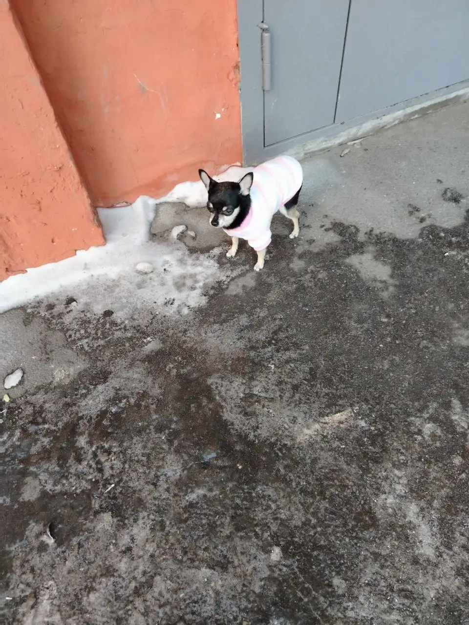 Найдена собака в Иркутске - Животные в Иркутск