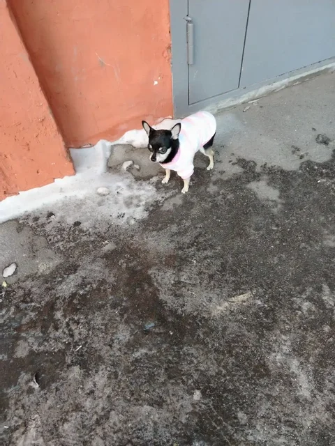 Найдена собака в Иркутске - Крупный рогатый скот в Иркутск