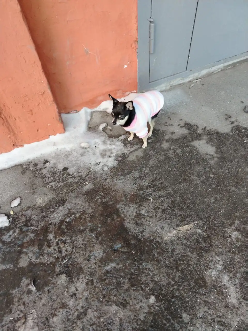 Найдена собака в Иркутске - Животные в Иркутск