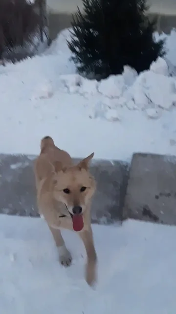 Пропал кобель Сёма в Иркутске, мкр Первомайский - Крупный рогатый скот в Иркутск
