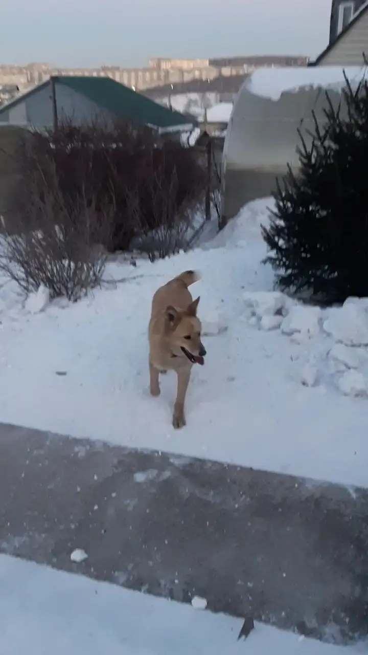 Пропал кобель Сёма в Иркутске, мкр Первомайский - Пропавшие животные (Животные) в Иркутск