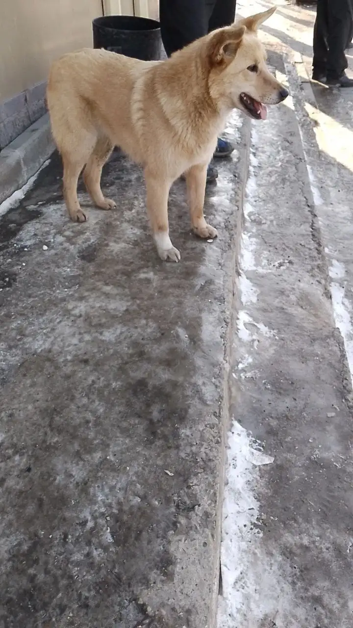 Пропал кобель Сёма в Иркутске, мкр Первомайский - Пропавшие животные (Животные) в Иркутск