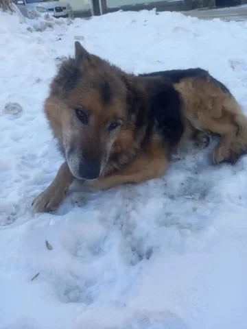 Ищу хозяев для сбитого пса-овчарки в Иркутске - Крупный рогатый скот в Иркутск