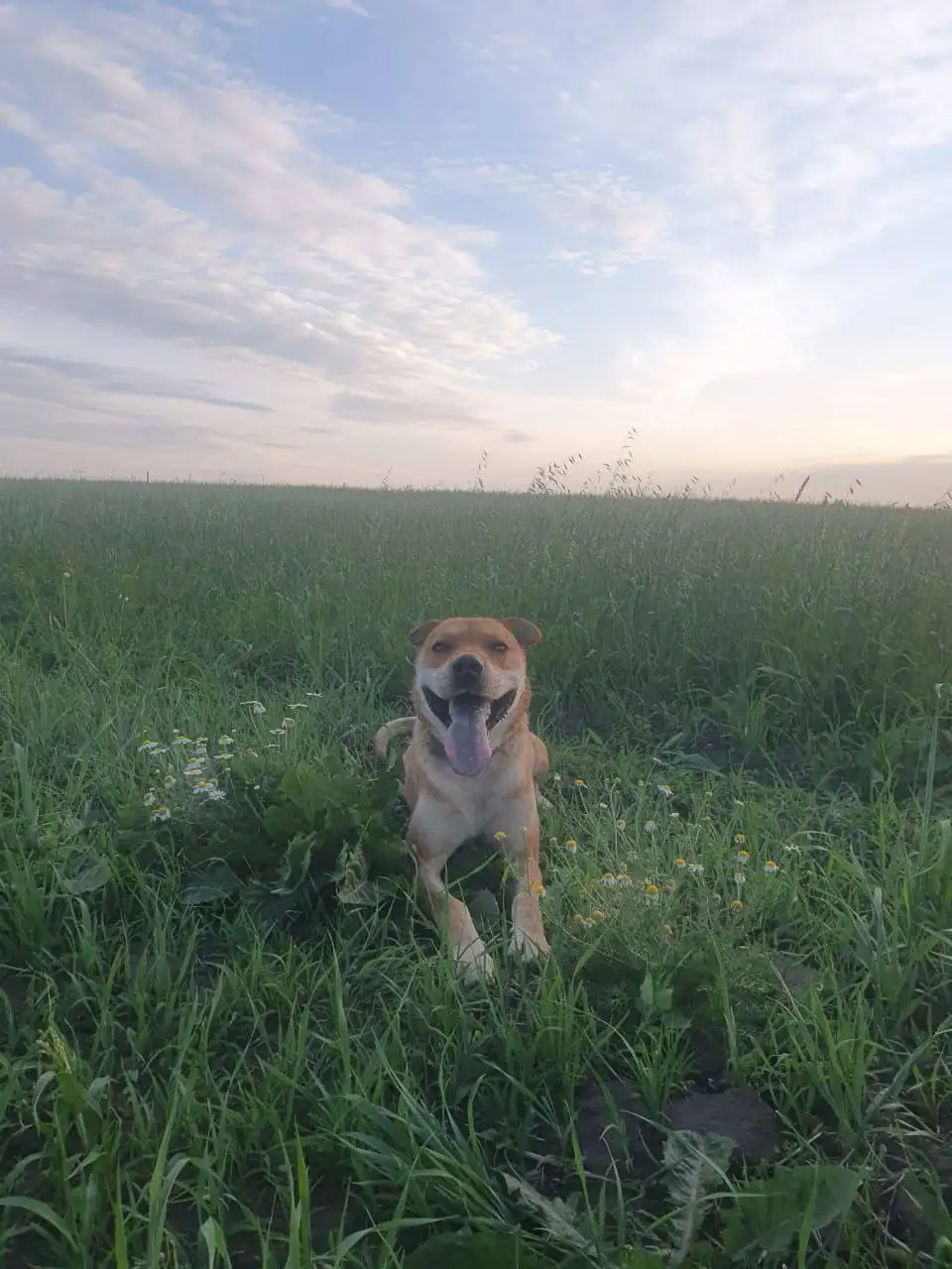 Потерялась собака Макс в районе снт Факел - Поиск животных (Животные) в Иркутск