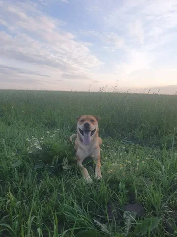 Потерялась собака Макс в районе снт Факел - Крупный рогатый скот в Иркутск