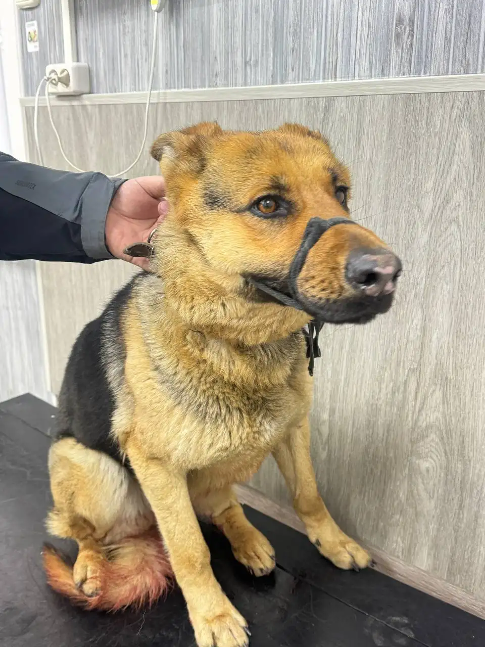 Сбитая собака в Мегете нуждается в помощи - Поиск хозяев (Животные) в Иркутск