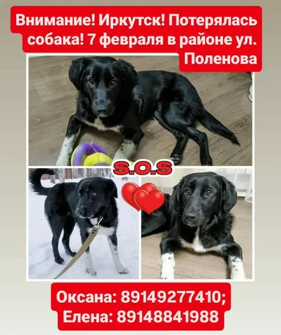 Потерялась собака Найда в Иркутске - Пропавшие животные в Иркутск