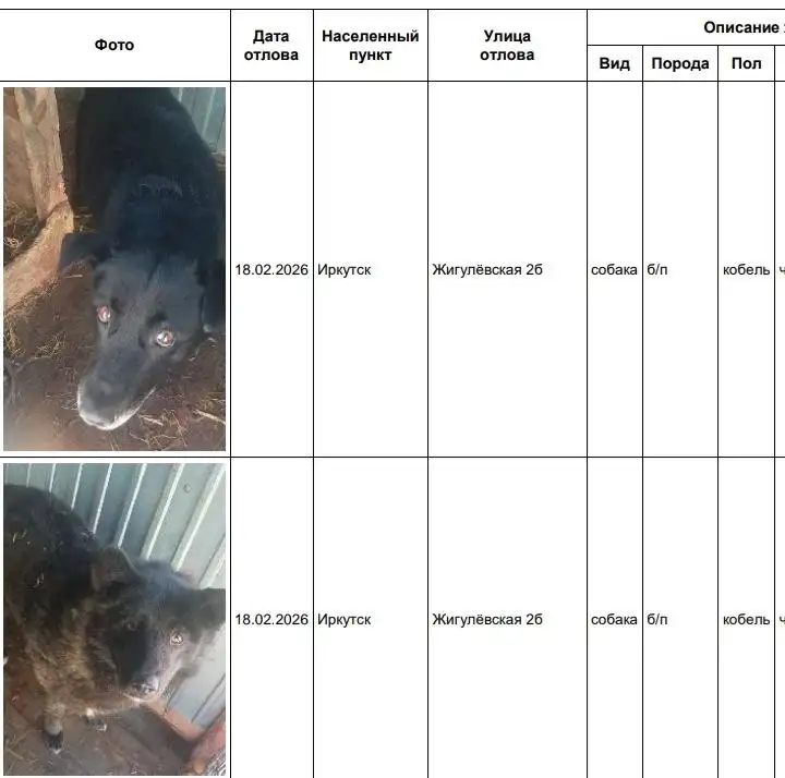Потерянные собаки в приюте Усолье - Животные в Иркутск