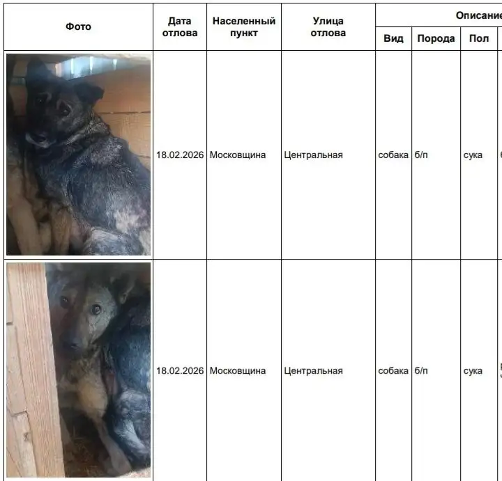 Найдены потерянные собаки в Усолье - Собаки (Животные) в Усолье