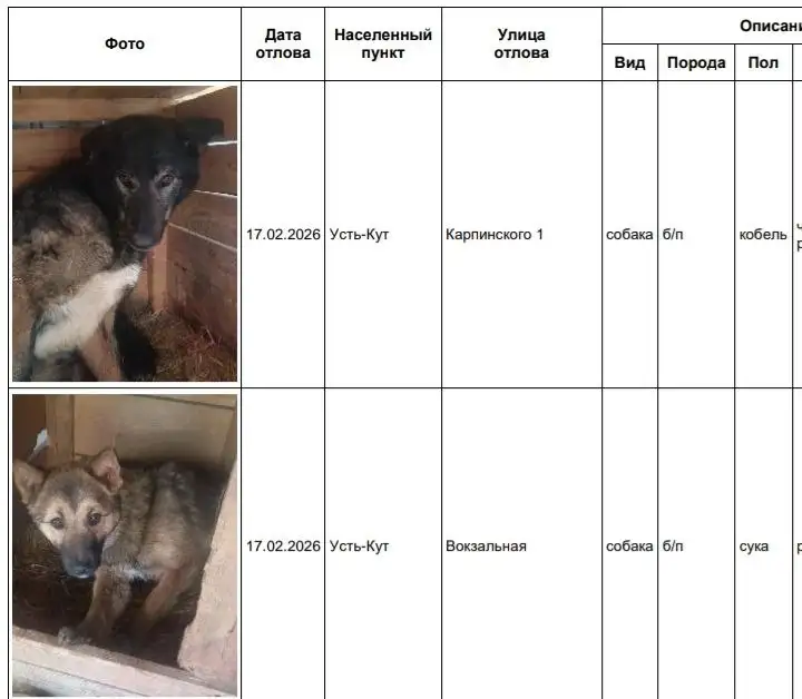 Потерянные собаки в приюте Усть-Кут - Собаки (Животные) в Усть-Кут