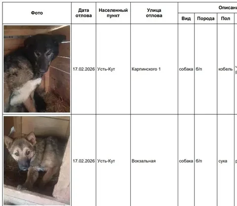Потерянные собаки в приюте Усть-Кут - частное объявление в Усть-Кут