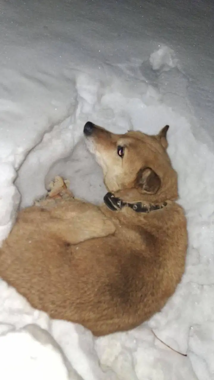 Собака сбита машиной нужна помощь волонтеров - Потерянные/найденные животные (Животные) в Иркутск