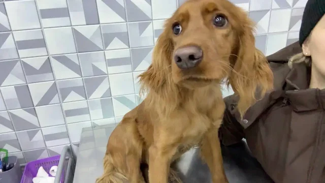 Потерялся рыжий спаниель в Иркутске - Крупный рогатый скот в Иркутск