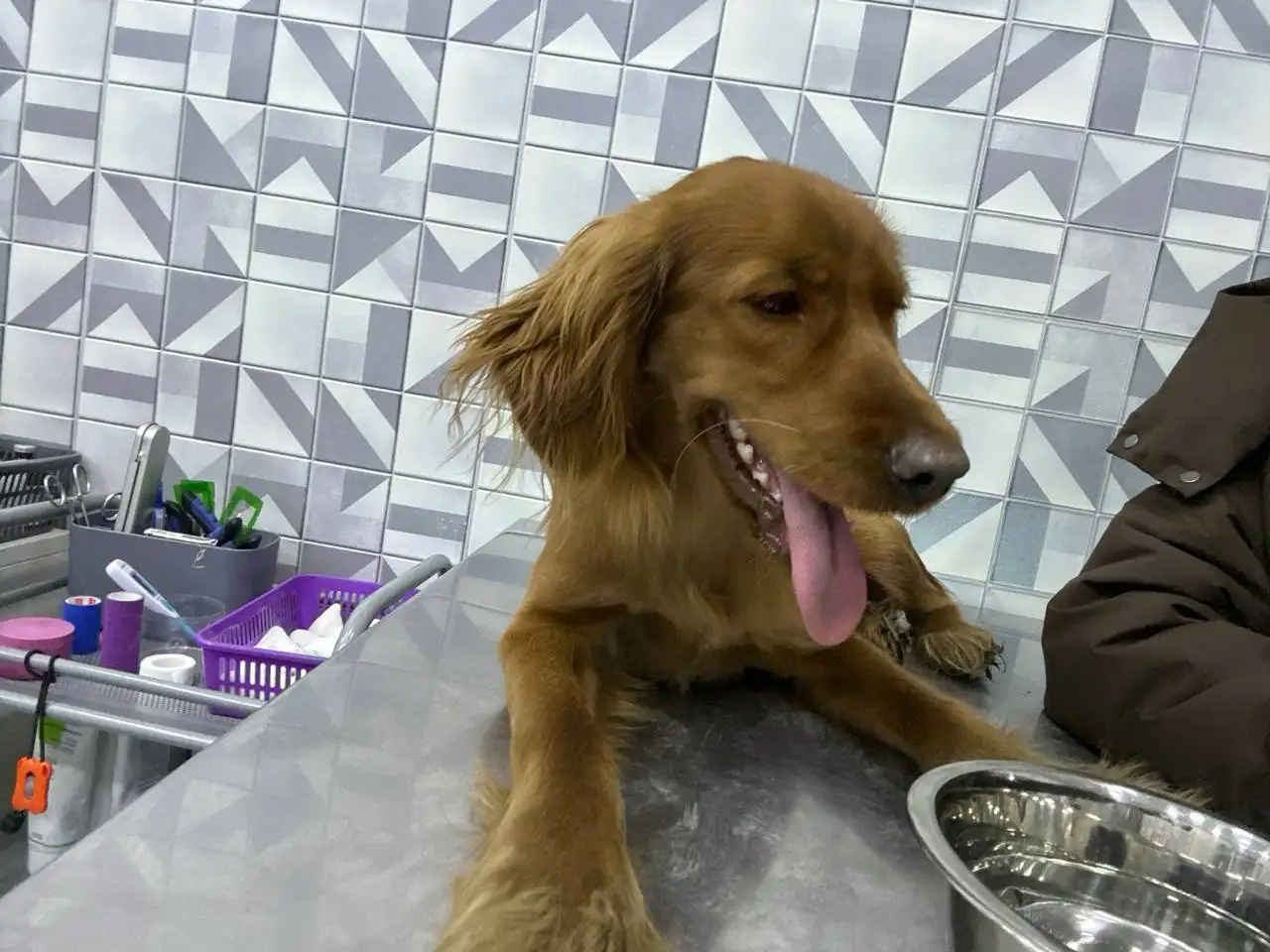 Потерялся рыжий спаниель в Иркутске - Потерянные/Найденные (Животные) в Иркутск