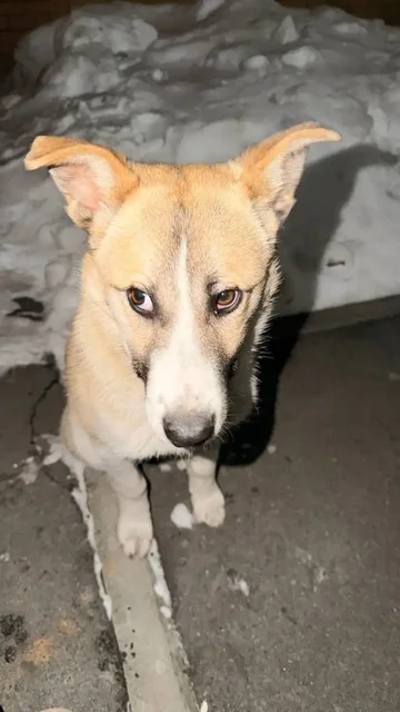 Потеряшка Иркутск Животные - Крупный рогатый скот в Иркутск