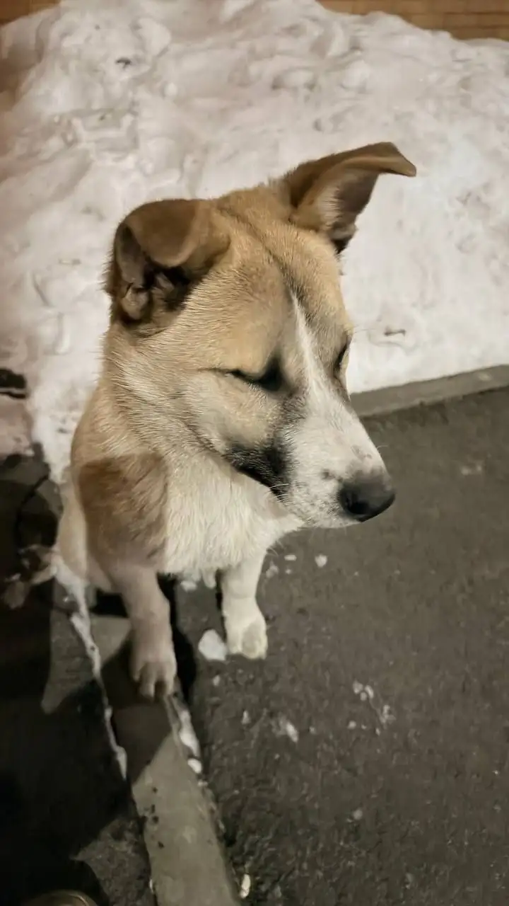 Потеряшка Иркутск Животные - Собаки (Животные) в Иркутск