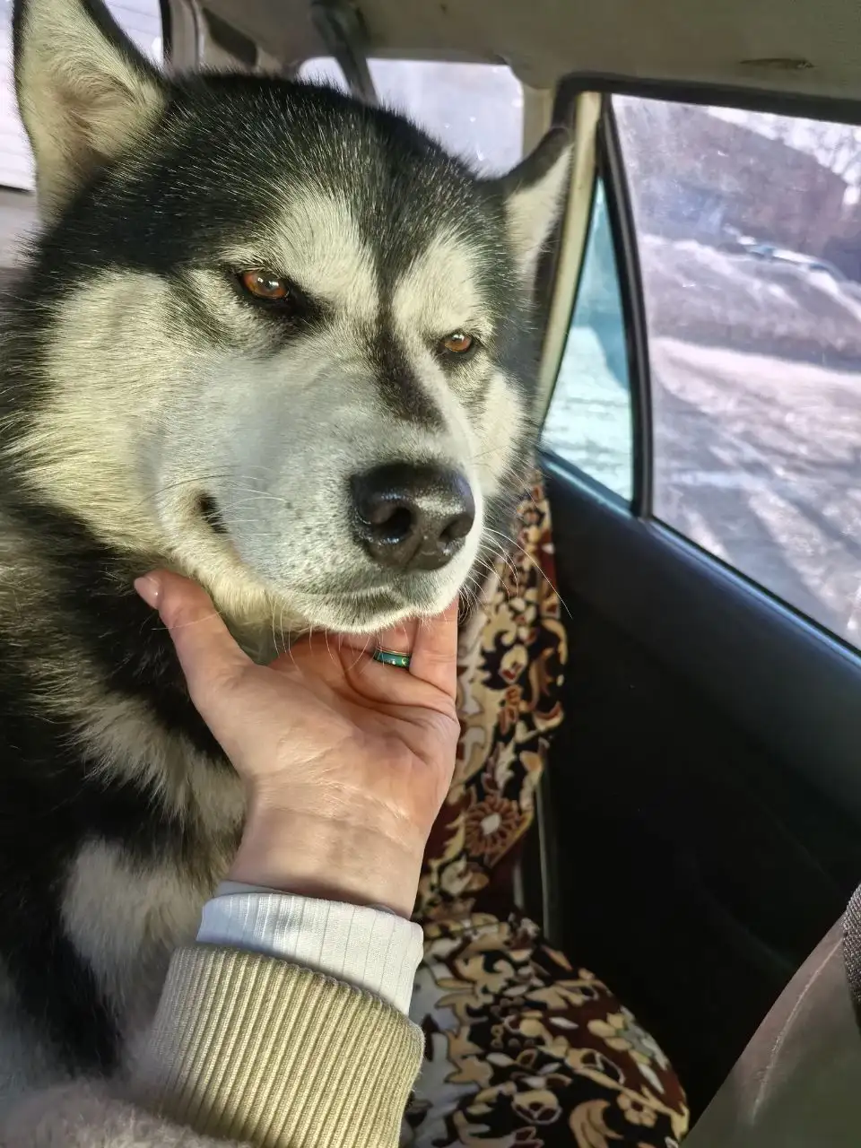 Потеряшка Иркутск животные - Потерянные животные (Животные) в Иркутск