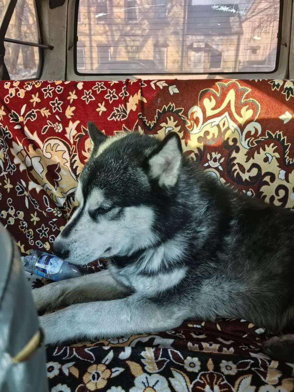 Потеряшка Иркутск животные - Потерянные животные (Животные) в Иркутск