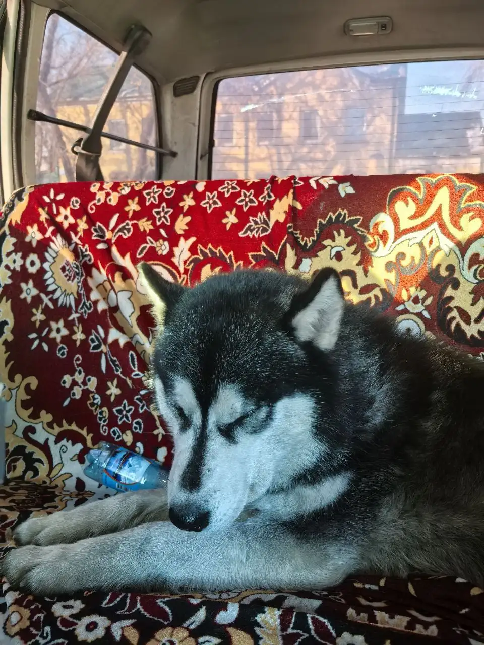 Потеряшка Иркутск животные - Потерянные животные (Животные) в Иркутск