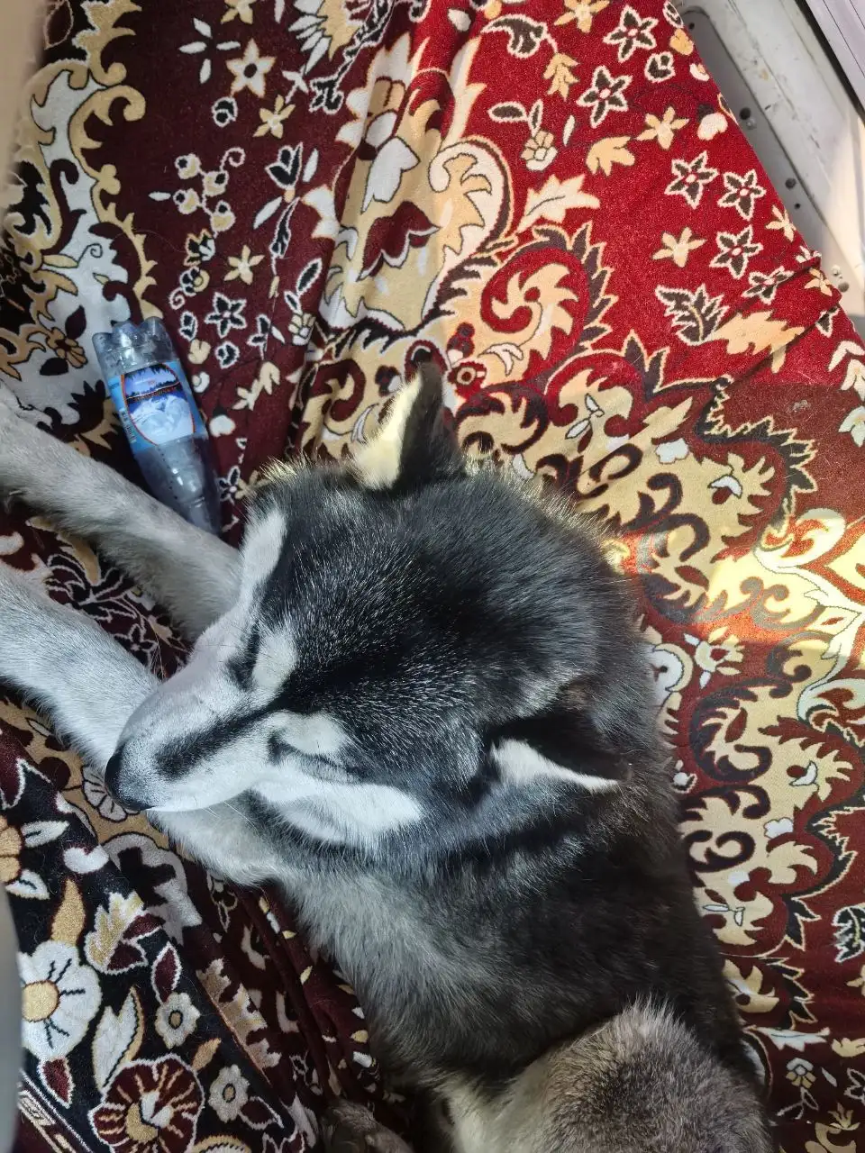 Потеряшка Иркутск животные - Потерянные животные (Животные) в Иркутск